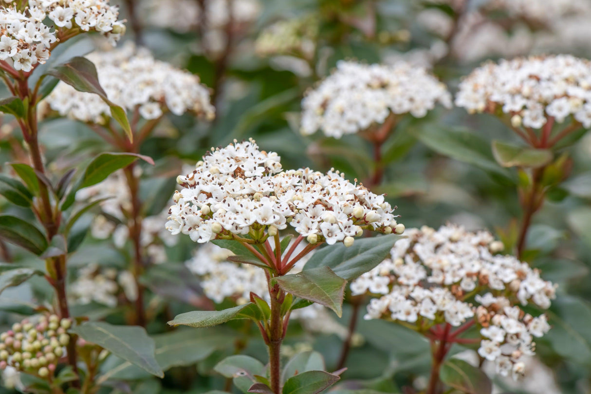 Laurustinus Viburnum - Viburnum tinus - Brisbane Plant Nursery