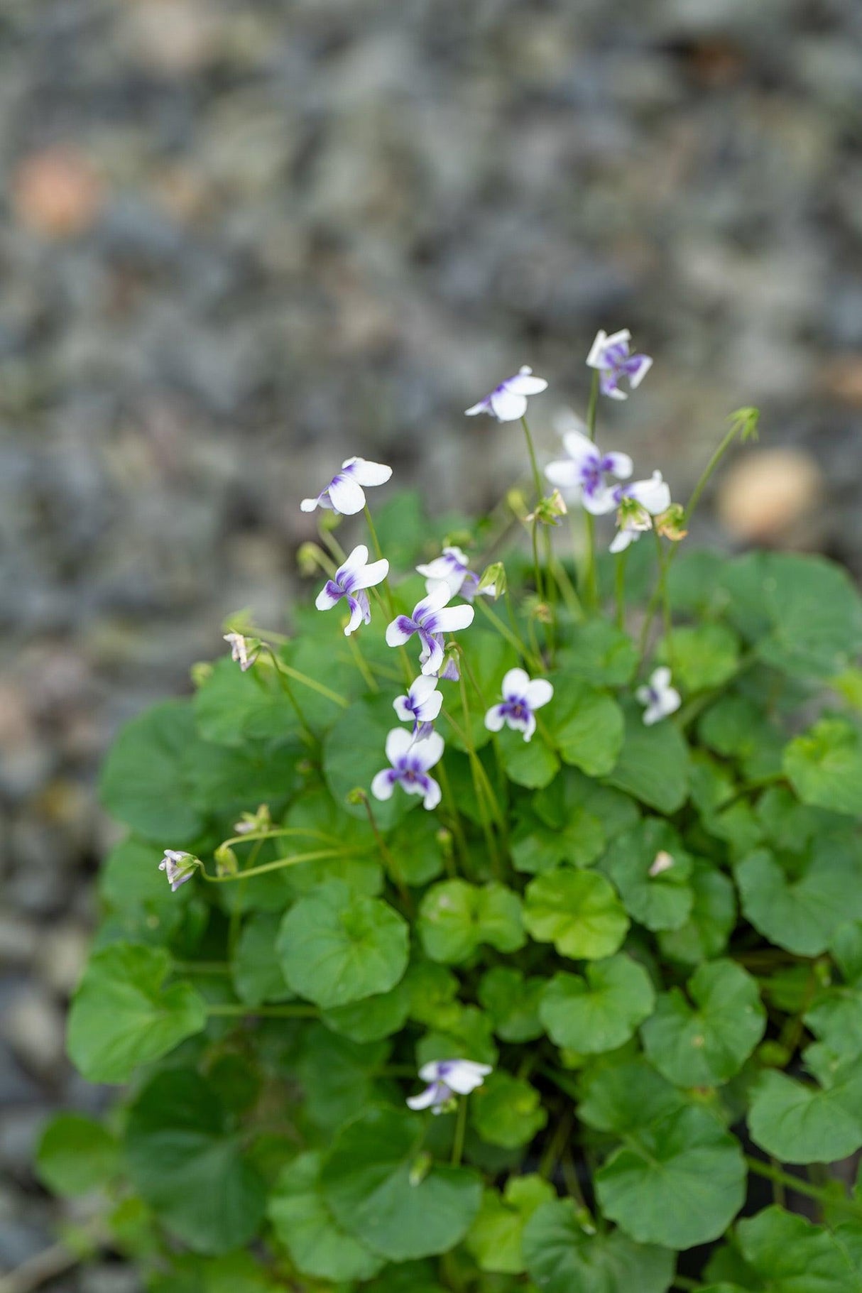 Native Violet - Viola hederacea - Brisbane Plant Nursery