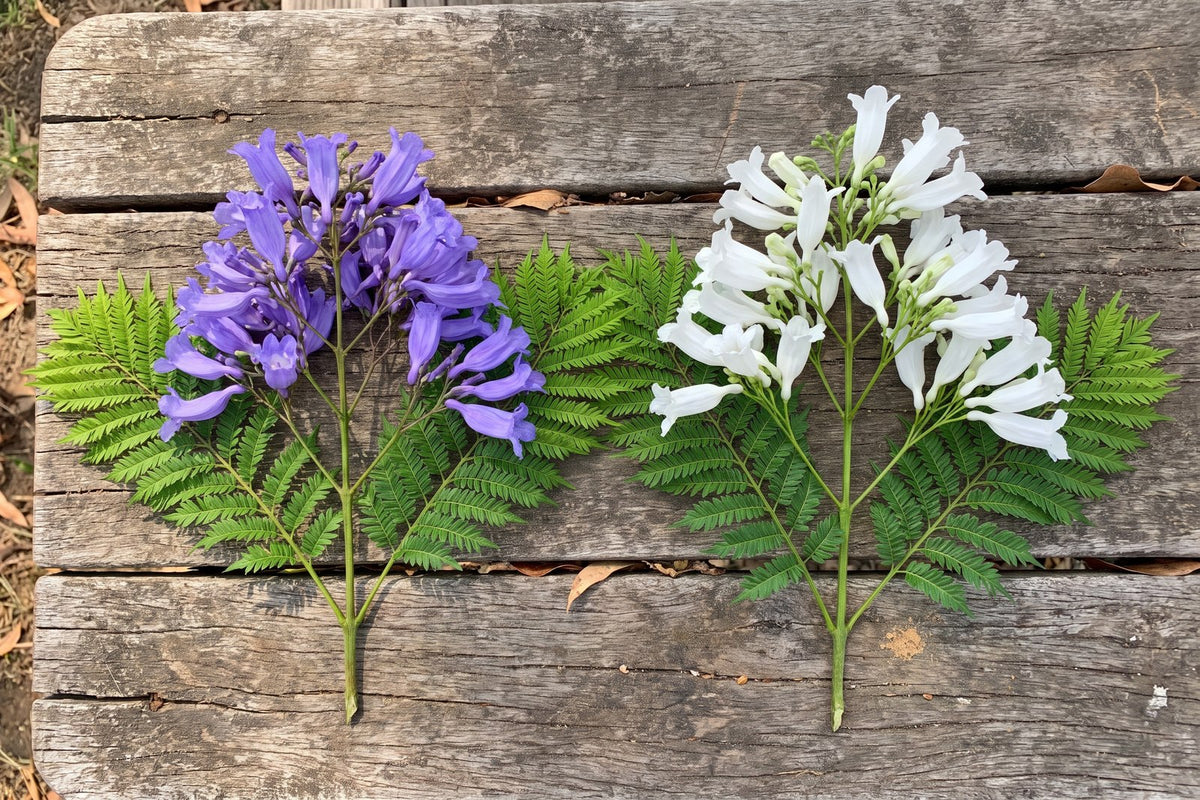 Violet-blue and white jacaranda flower sprays side by side on a garden table