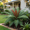 Volcano Dwarf Brazilian Tree Fern