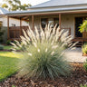 Wallaby Grass