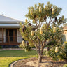 Wallum Banksia