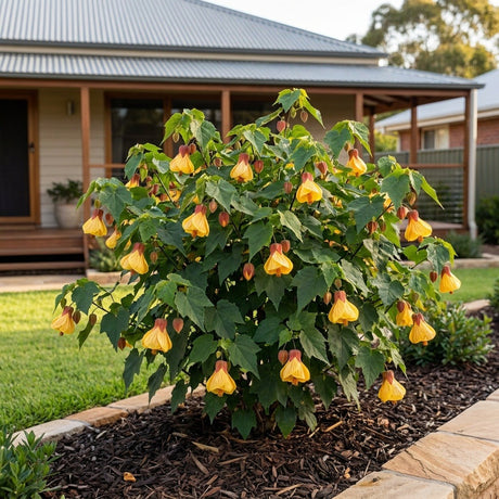 Chinese Lantern (Abutilon x hybridum)