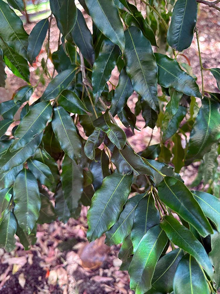 WATERHOUSIA floribunda ‘Green Avenue’ - Ex Ground - Brisbane Plant Nursery