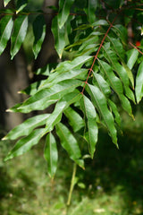 Weeping Lilly Pilly Tree - Waterhousia floribunda - Brisbane Plant Nursery