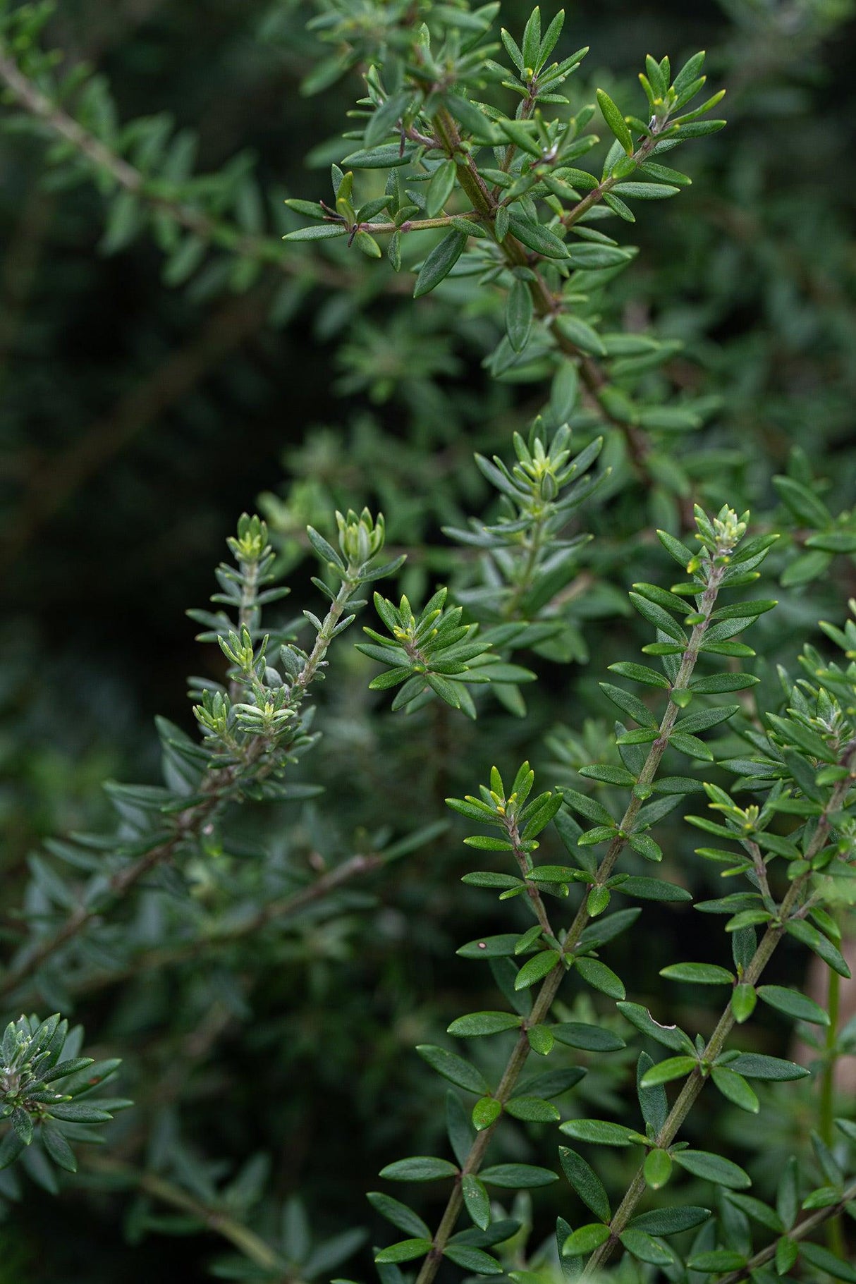 Jervis Gem Coastal Rosemary - Westringia fruticosa 'Jervis Gem' - Brisbane Plant Nursery