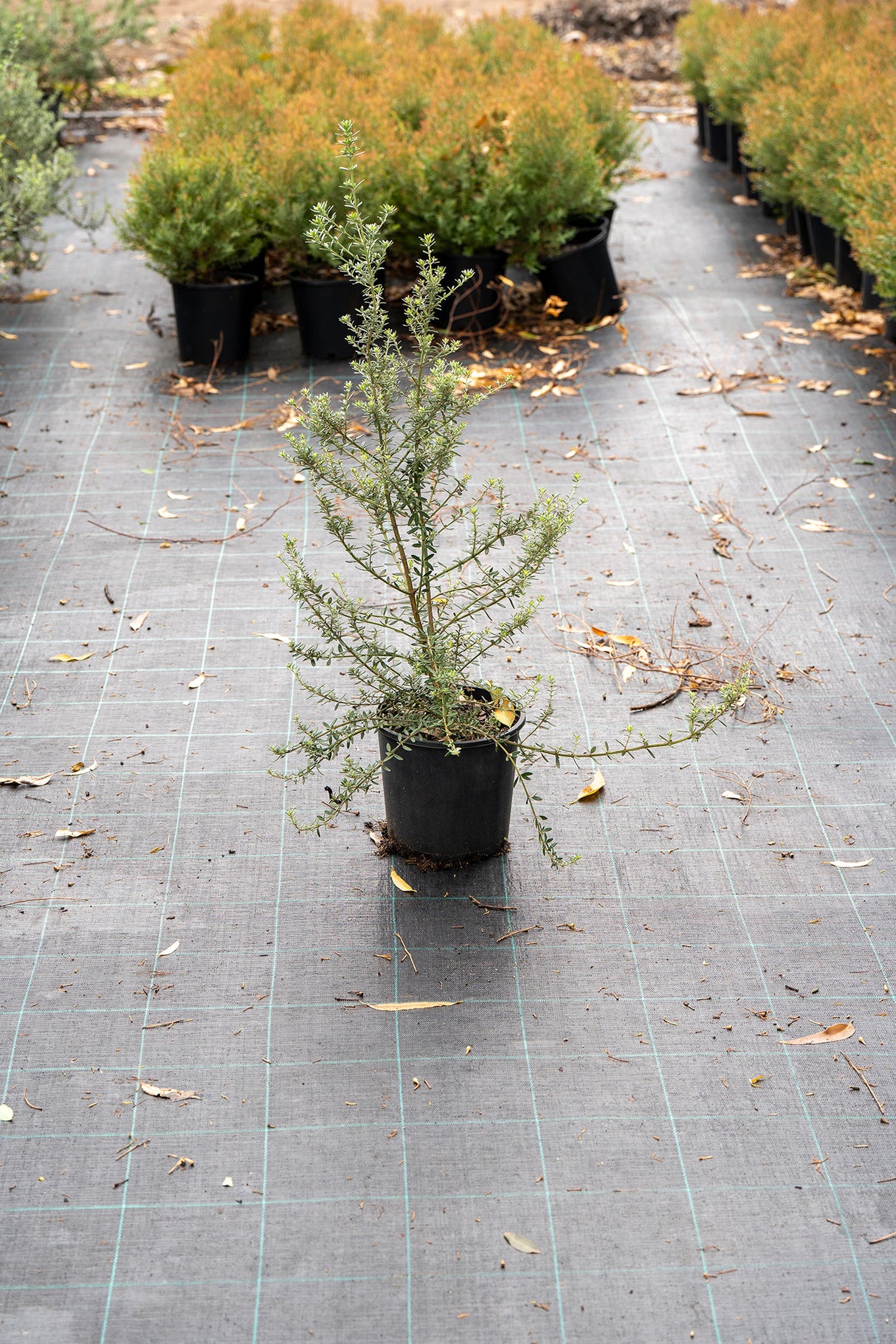 Jervis Gem Coastal Rosemary - Westringia fruticosa 'Jervis Gem' - Brisbane Plant Nursery