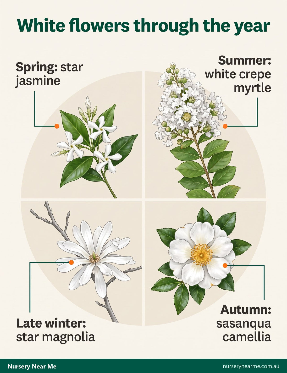 Wheel diagram of white flowers by season: crepe myrtle, camellia, star magnolia and star jasmine