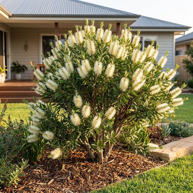 White Anzac Bottlebrush - Callistemon citrinus 'White Anzac'