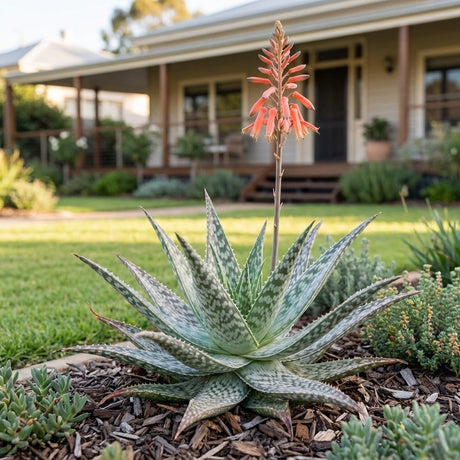 Aloe (Aloe hybrid)