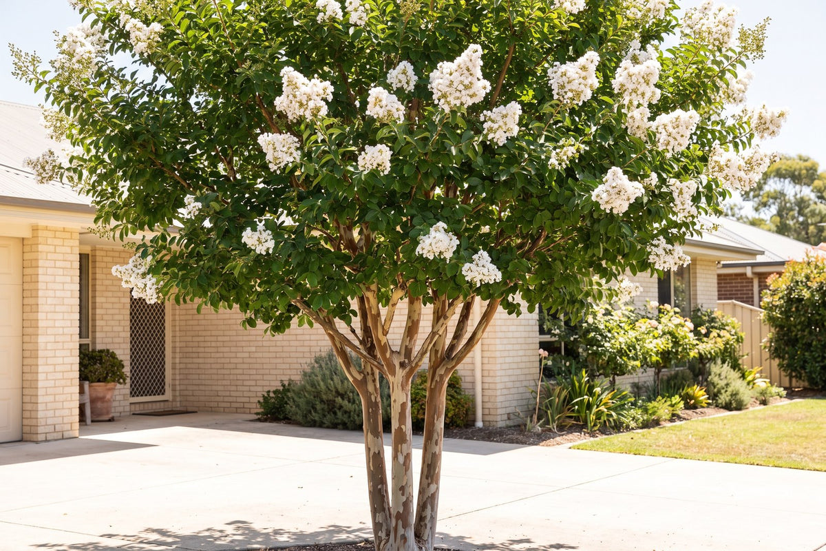 White crepe myrtle in flower in full sun beside a driveway at a brick home
