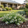 White Fan Flower