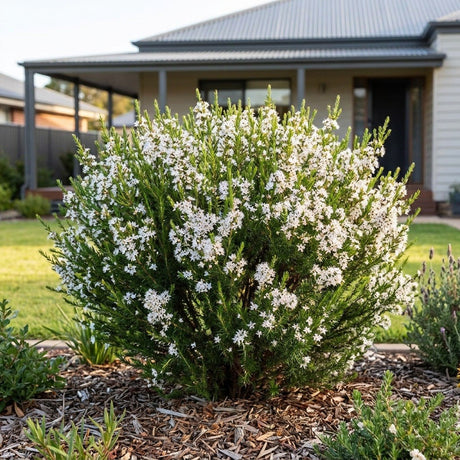 Fringe Myrtle (Calytrix tetragona)