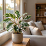 White Fusion Rose-painted Calathea