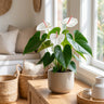 White Heart Anthurium