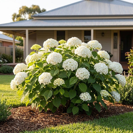 White Hydrangea