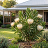 White Ice Protea