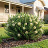 White Knight Grevillea