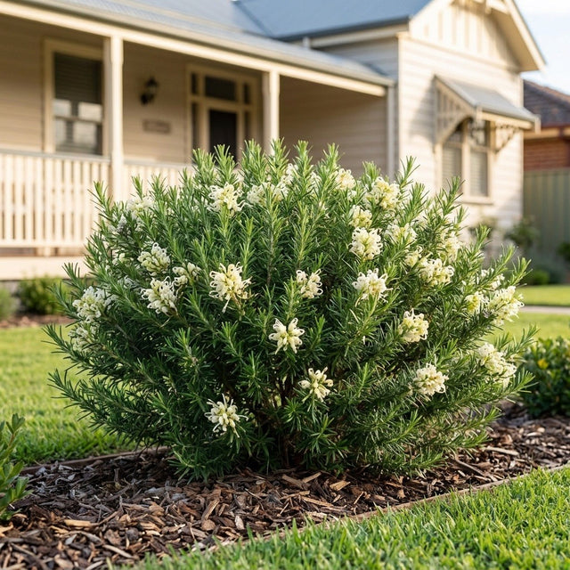 White Knight Grevillea