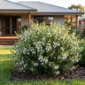 White Milkwort Boronia