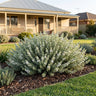 White Mundi™ Coastal Rosemary