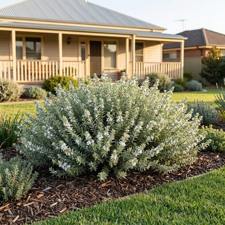White Mundi Coastal Rosemary (Westringia fruticosa)