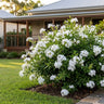 White Plumbago