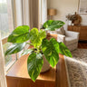 White Princess Philodendron