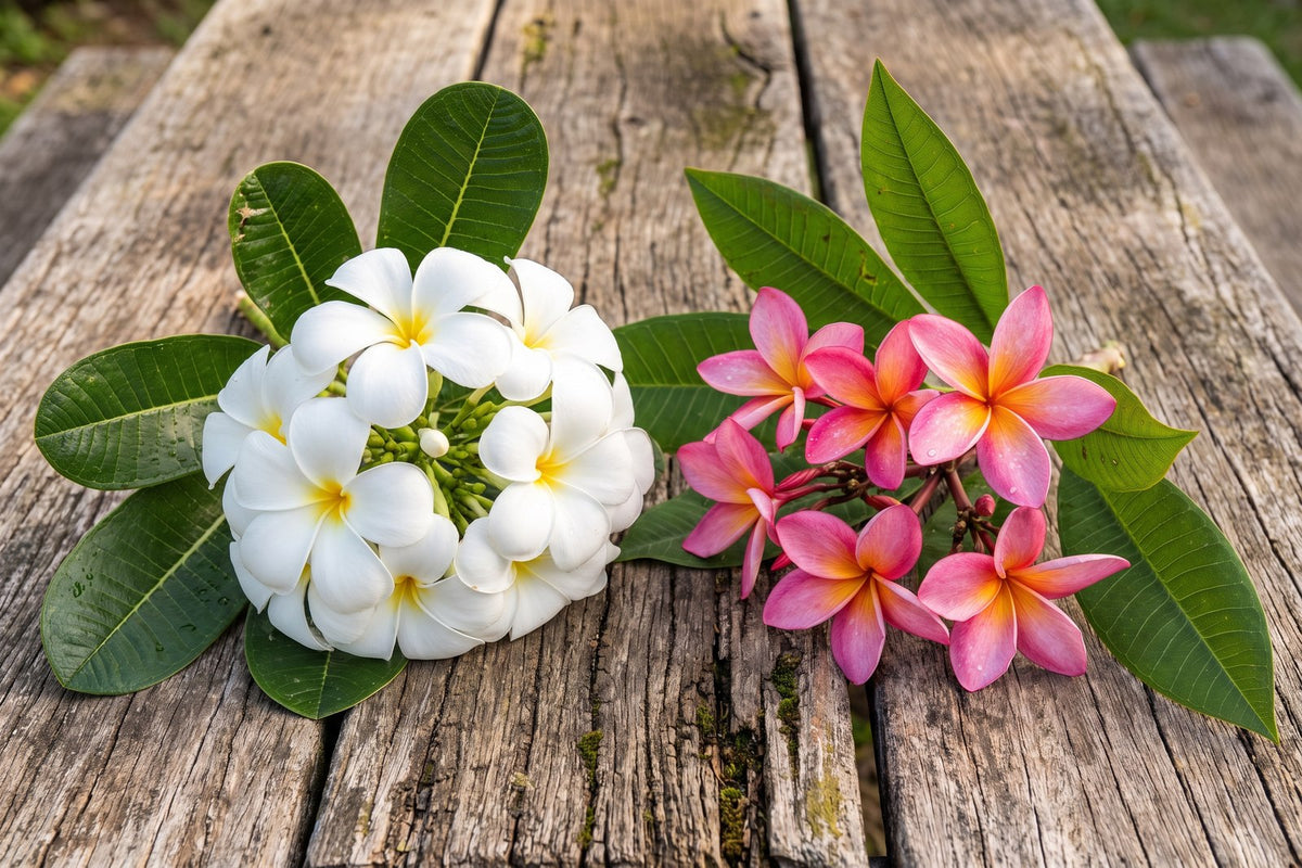 White Singapore frangipani flowers and pink frangipani flowers with their leaves on a timber table