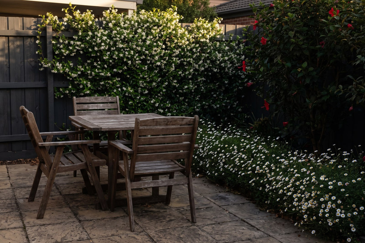 White star jasmine and seaside daisy showing clearly at dusk beside a courtyard table