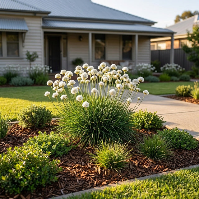 White Thrift - Armeria maritima 'Alba'