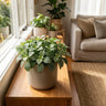 White Tiger Snakeskin Plant