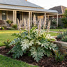 Whitewater Oyster Plant