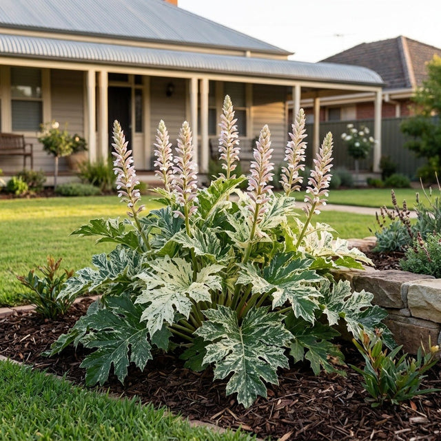 Oyster Plant (Acanthus)