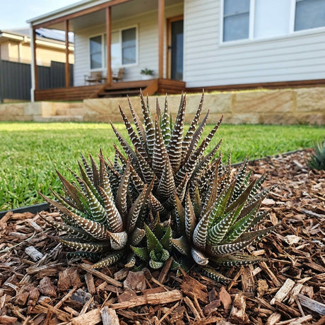 Wide Zebra Haworthia