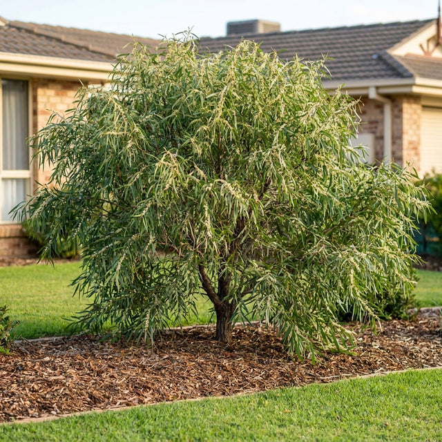 Willow Leaf Hakea - Hakea salicifolia