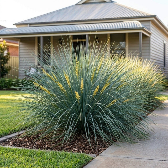 Wingarra Lomandra (Lomandra confertifolia)