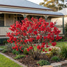Winter Cheer Flowering Quince