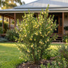 Winter Gold Emu Bush