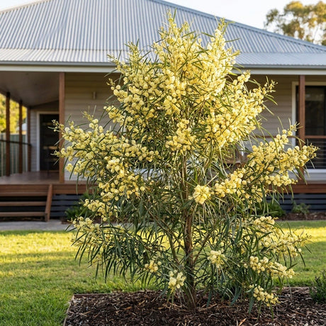 Wirilda (Acacia retinodes)