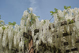 White Chinese Wisteria - Wisteria sinensis 'Alba' - Brisbane Plant Nursery