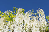 White Chinese Wisteria - Wisteria sinensis 'Alba' - Brisbane Plant Nursery