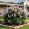 Wolf's Lilac