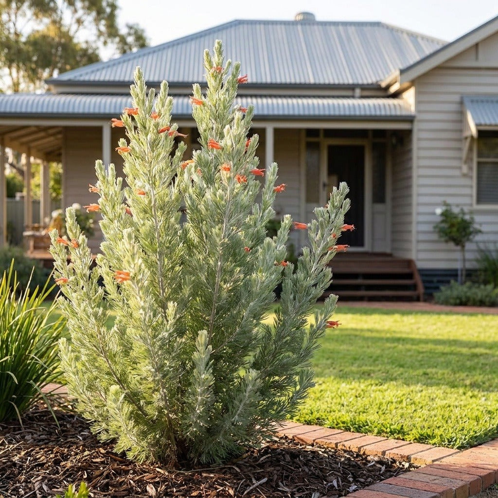 Woolly Bush (Adenanthos sericeus)