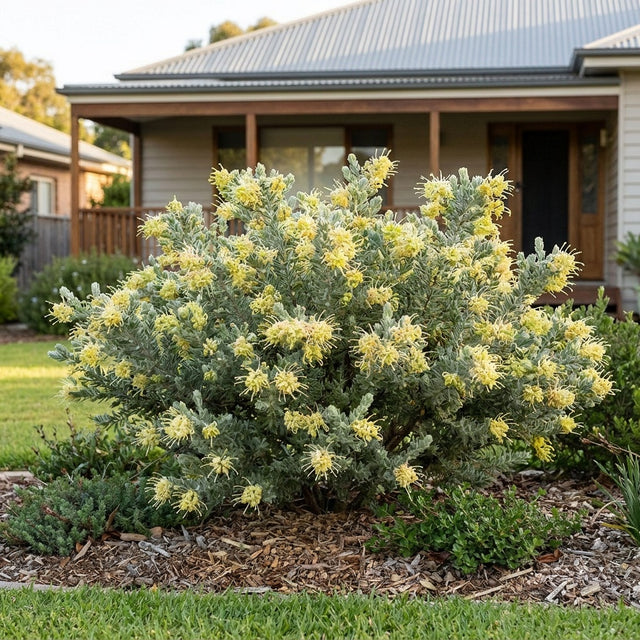 Woolly Grevillea Mello Yellow - Grevillea lanigera 'Mello Yellow'