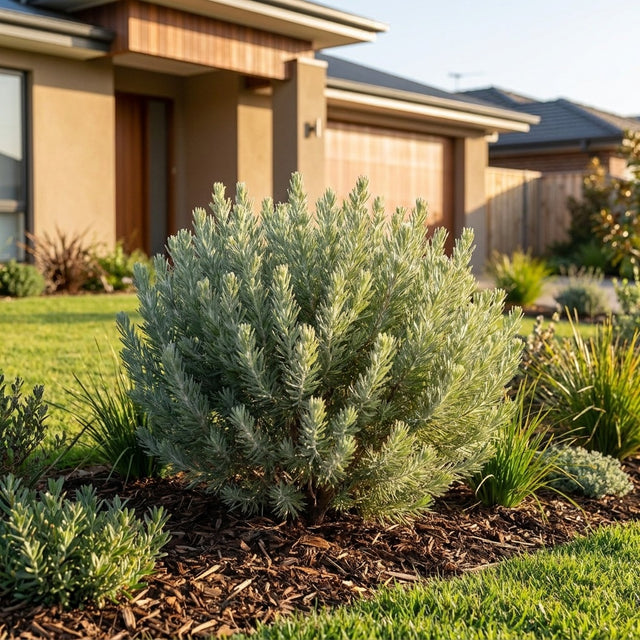 Woollybush Lighthouse - Adenanthos cunninghamii 'Lighthouse'