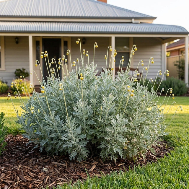 Wormwood (Artemisia absinthium)