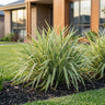 Wyeena™ Dianella