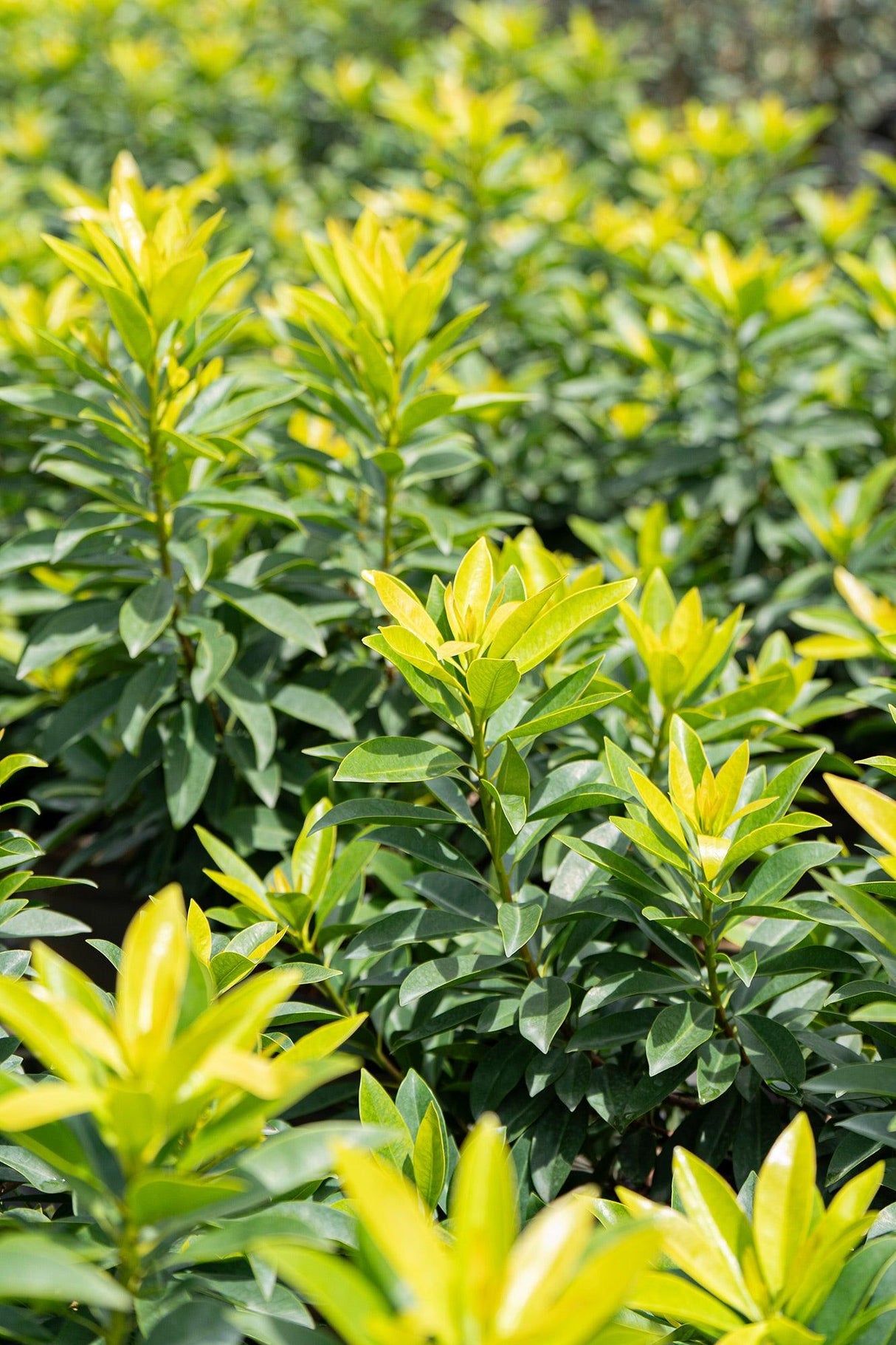 Golden Penda - Xanthostemon chrysanthus - Brisbane Plant Nursery