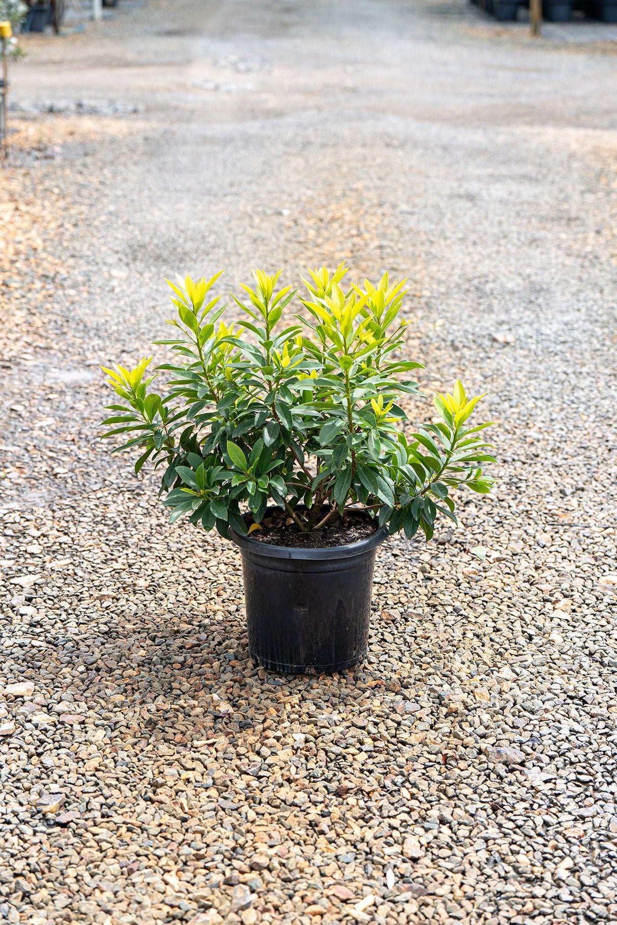 Golden Penda - Xanthostemon chrysanthus - Brisbane Plant Nursery